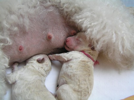 DORLY štěňátka 2. den